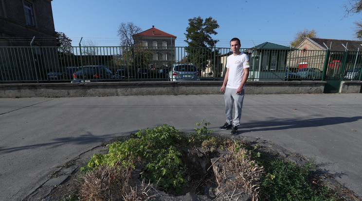 Erik annak a fának a tönkjénél, amely tönkretette az életét. Kártérítést egyelőre hiába vár/ Fotó: Zsolnai Péter