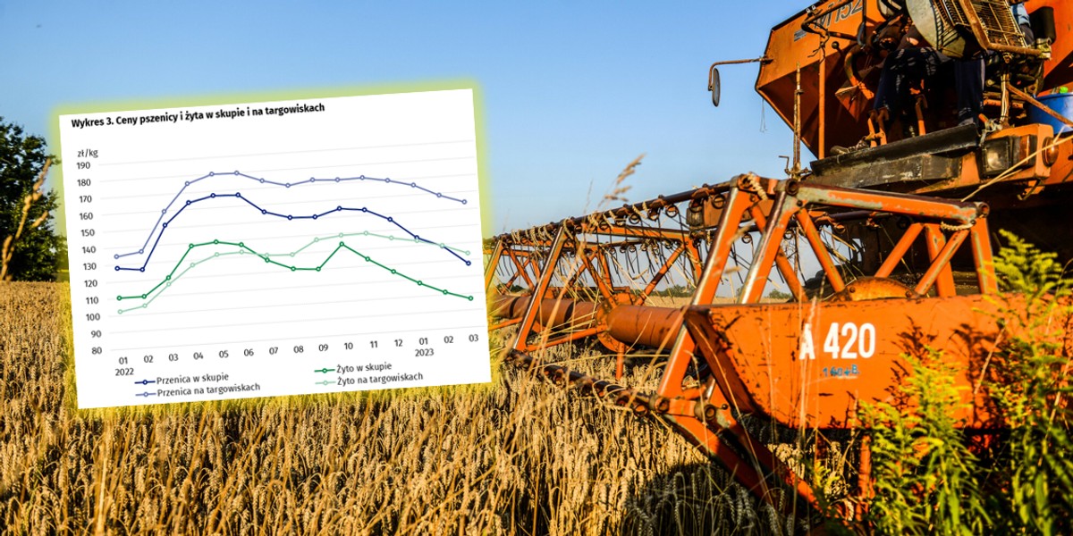 Ceny zbóż w skupach spadają z miesiąca na miesiąc.