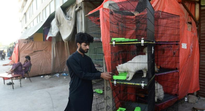 A pet shop owner feeds an animal outside his shuttered store in Karachi