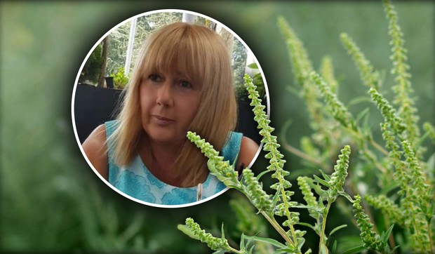 Ambrozija je najjači alergen