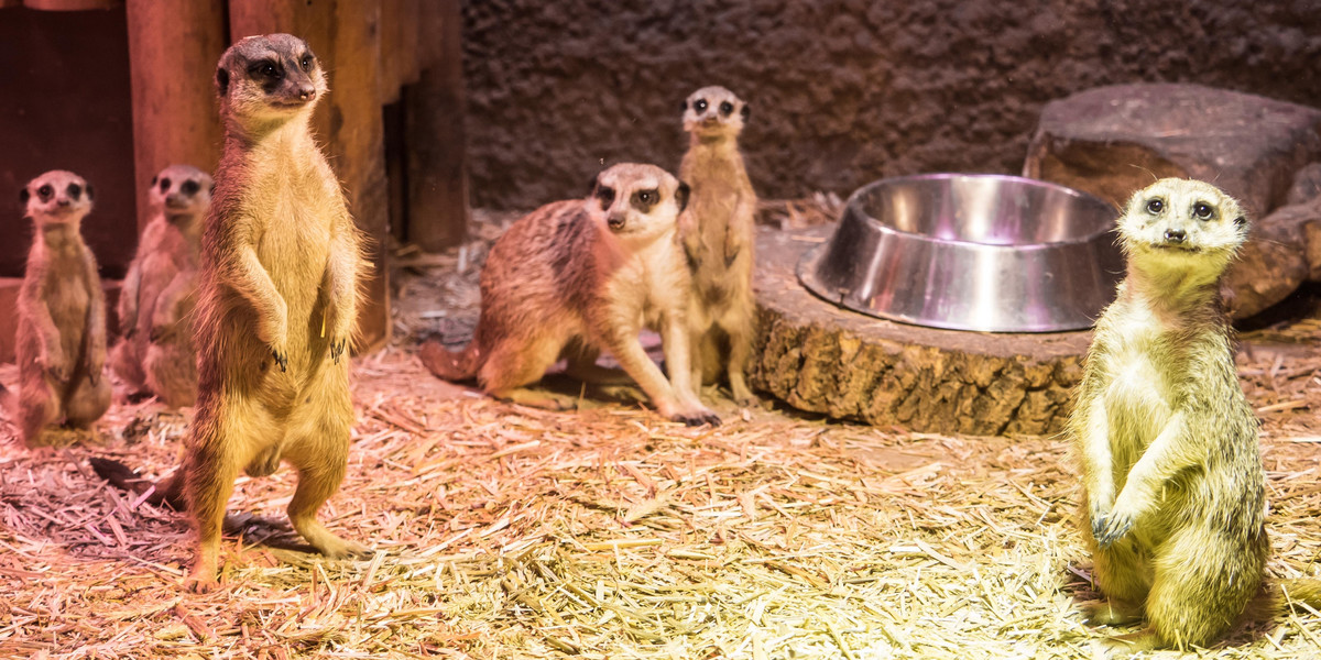 Uszatek przyjechał w delegację do łódzkiego zoo i narobił dzieci!