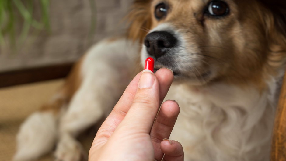 Odrobaczanie psa to jeden z podstawowych zabiegów pielęgnacyjnych - annebel146/stock.adobe.com