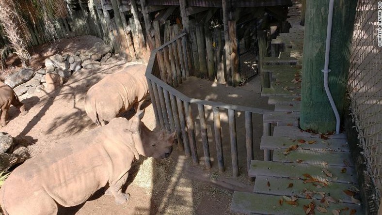A rhino hits its snout on a child who needed to see a doctor afterwards. - CNN