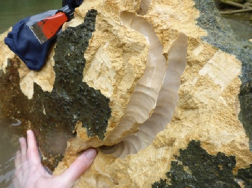 Tragovi kretanja crva