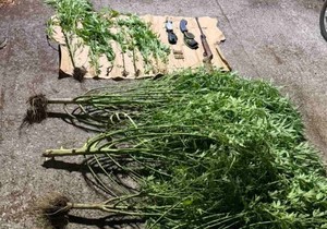 Plantaža marihuane u Nikšiću