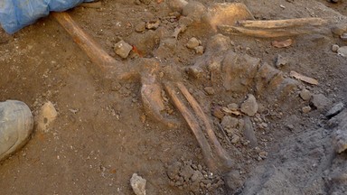 Archeolodzy rozpoczęli prace na średniowiecznym cmentarzysku w Płocku