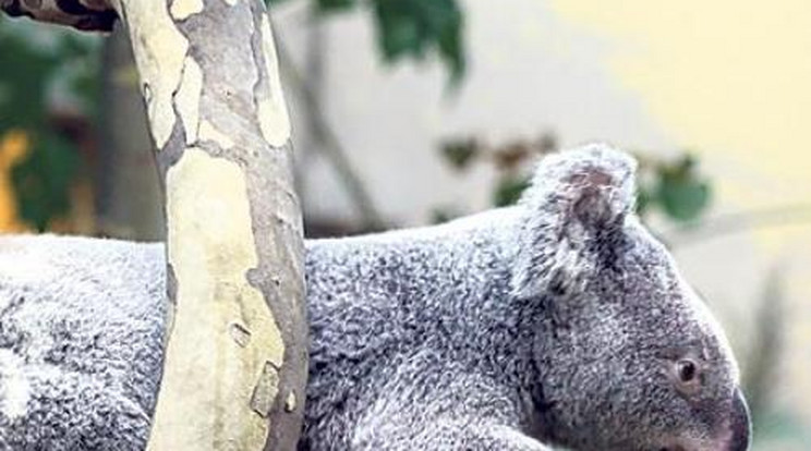 Ínyenc koalák a Fővárosi Állatkertben