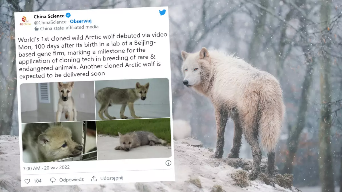 Uczonym udało się sklonować wilka arktycznego (screen: Twitter.com/ChinaScience)