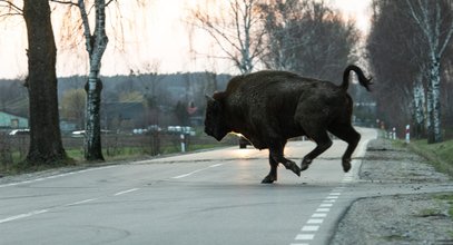 Kolejny żubr zabity przez wojskową ciężarówkę. "Wtargnął na jezdnię"