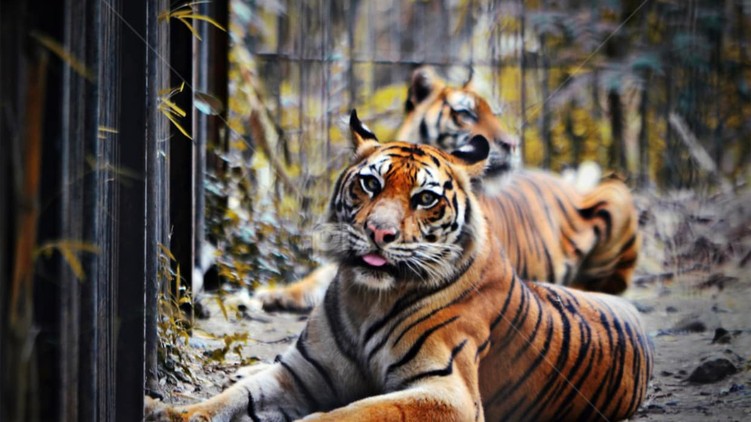 tigris, mentő, mentők, férfi