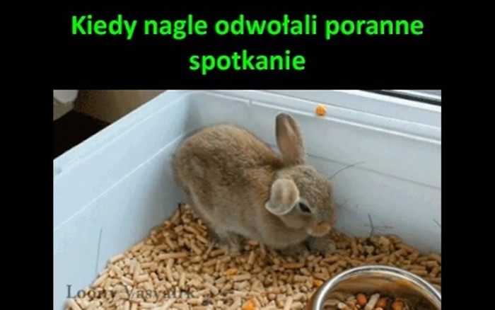 Najlepsze memy o królikach