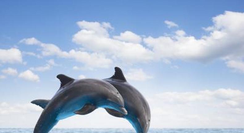 5 dolphins wanted for service in the military