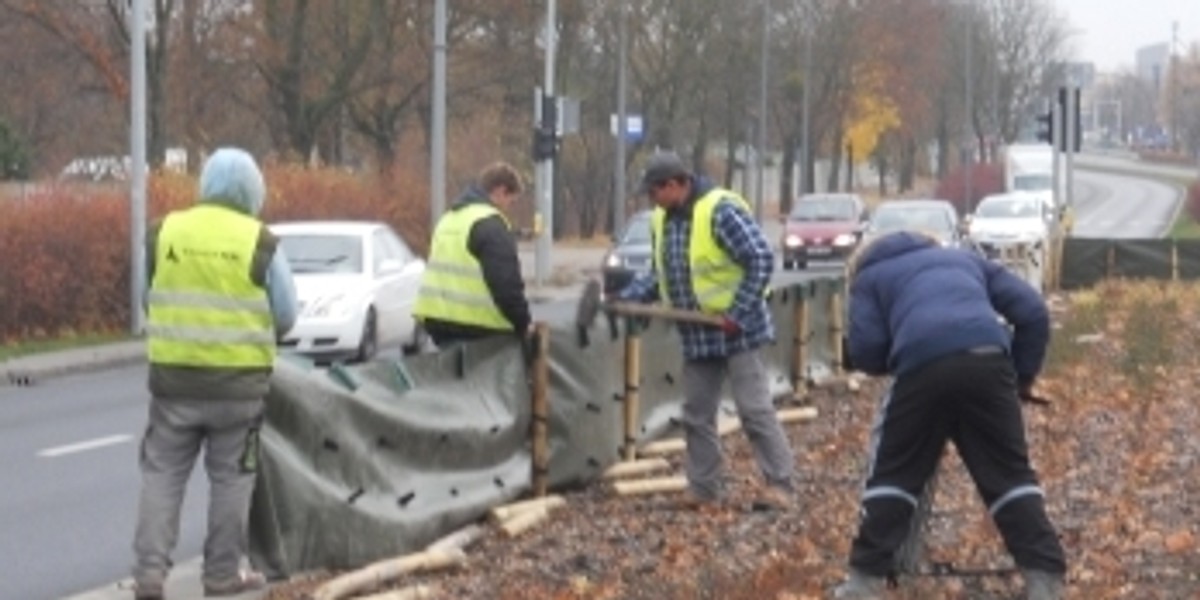 Zabezpieczają zieleń na zimę w Poznaniu