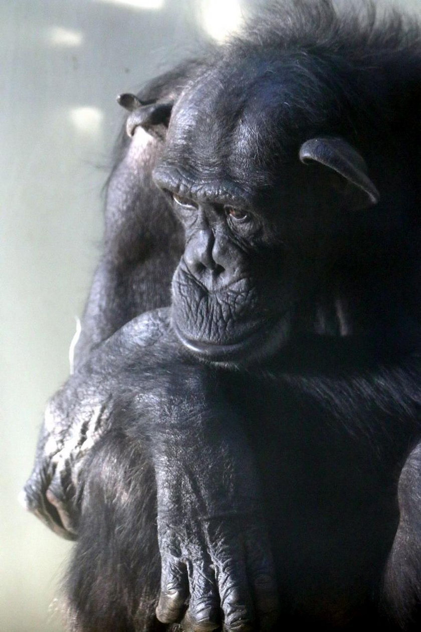 Szympansica Kasia.