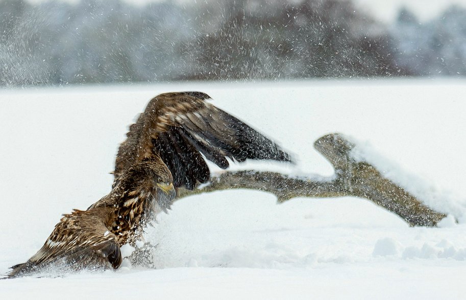 Bieliki na Pojezierzu Drawskim