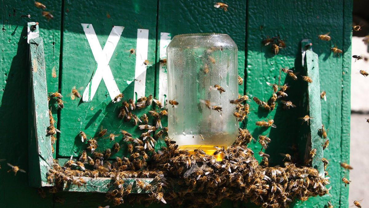 Pszczoły przygotowywują się do jesieni