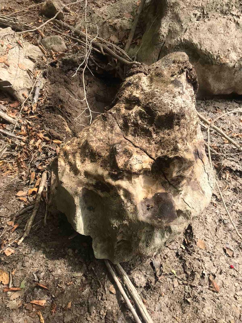 Kamen ili skamenjeni ostaci džinovske kornjače? Mitrovčanin poziva struče da dođu na Radoinjsko jezero