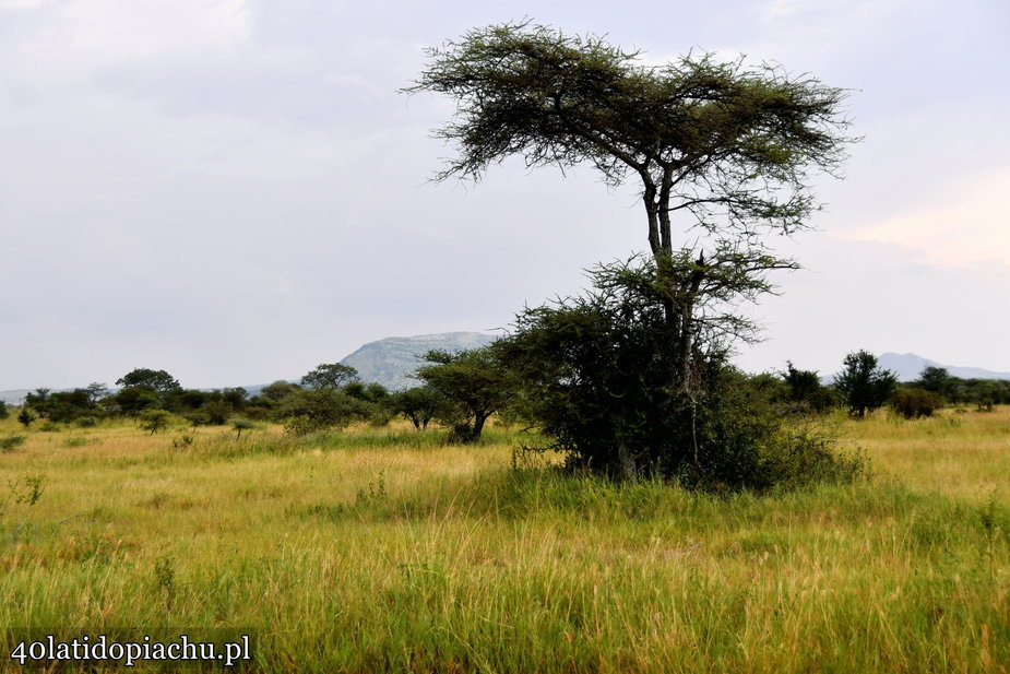 Park Narodowy Serengeti, Tanzania 2021