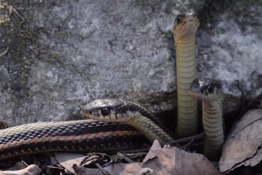 In September, the snakes return to their dens for the winter, where scientists think they spend the next eight months in hibernation once again.