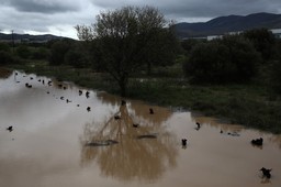 żywioł zaatakował w grecji. tragiczna śmierć polaka