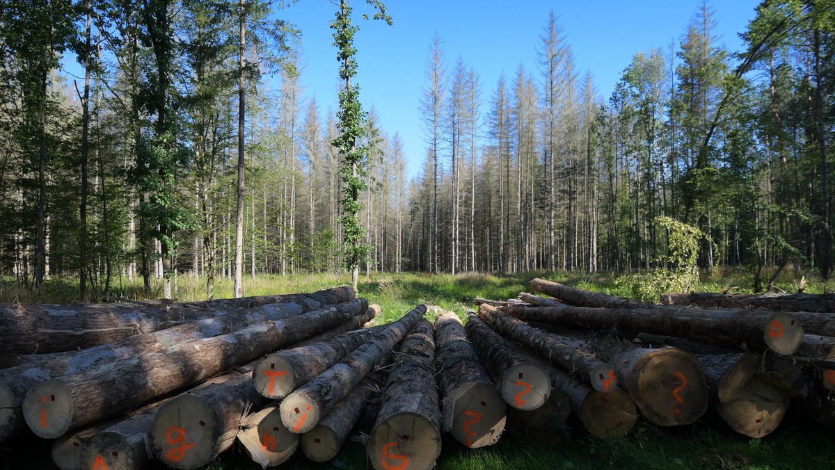 Puszcza Bialowieska miedzynarodowa blokada wywozki drewna