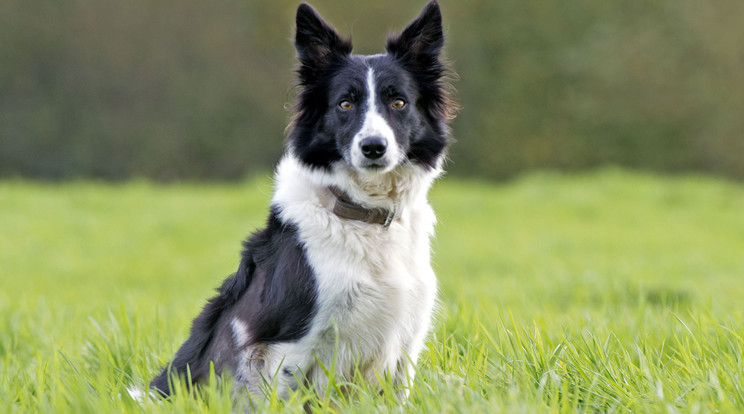 A hatéves Border collie imád leugrani a mélybe / Illusztráció: Northfoto