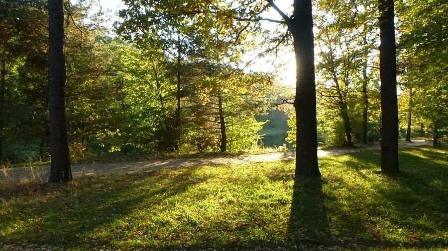 "Zanocuj w lesie" - ponad 600 tys. hektarów terenów do biwakowania