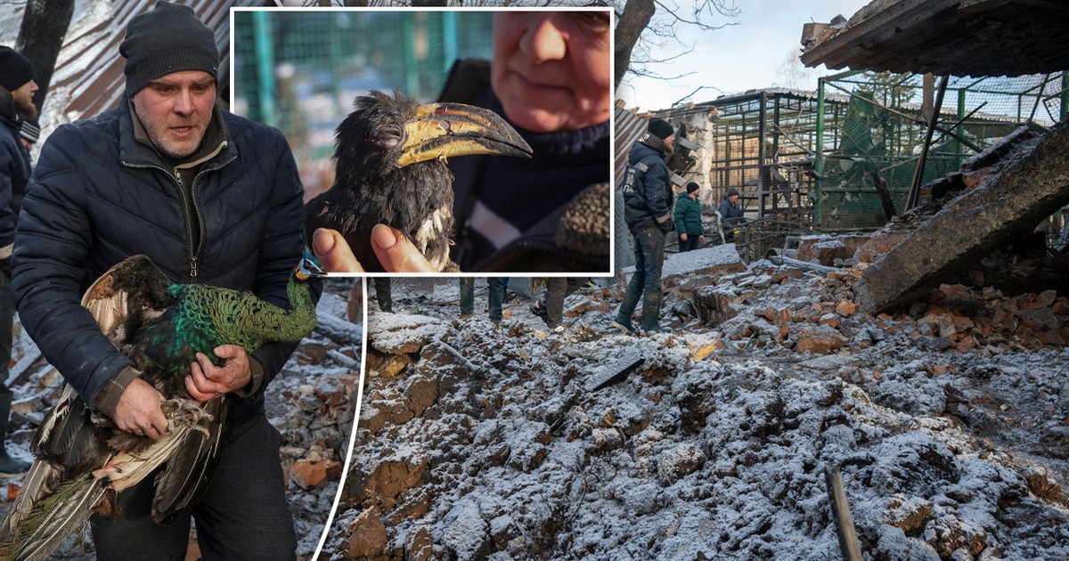 Lwy i ptaki ranne w Nowy Rok. "Większość nie przeżyła"