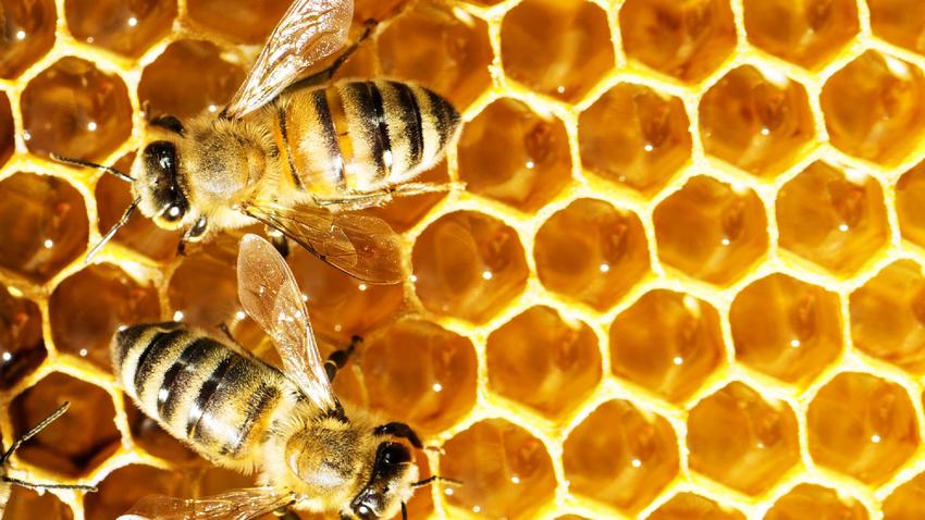 méhek, méz, fullánk  gyógyítás