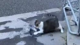 Mindenki lefagyott: Boris Johnson macskája galambra támadt a kamerák előtt – videó