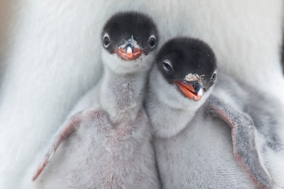 Gentoo Chicks (pol. Pisklaki pingwinów białobrewych) - Richard Sidey/National Geographic Traveler Photo Contest