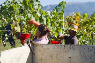 Włochy: Co najmniej 10 tys. migrantów jest wykorzystywanych do pracy w rolnictwie