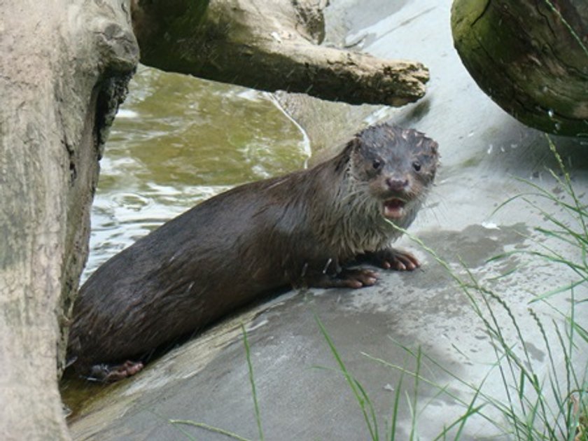 Nowa wydra w chorzowskim Zoo