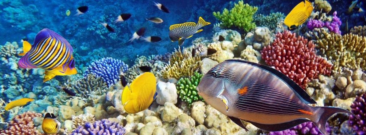 Hurghada – jeżeli nie Wyspy Kanaryjskie, to może Egipt i Hurghada? Hurghada stanowi idealne miejsce dla wszystkich miłośników nurkowania. Tygodniowy pobyt w 3-gwiazdkowym hotelu z dwoma posiłkami wliczonymi w cenę wyjazdu jest możliwy już za 1565 złotych. Opcja All inclusive i zakwaterowanie w 4* hotelu jest możliwe już za 1810 złotych. (Podane ceny dot. wylotów z Katowic (obie wycieczki) i Poznania (1810 zł) w dniu 29 marca br.