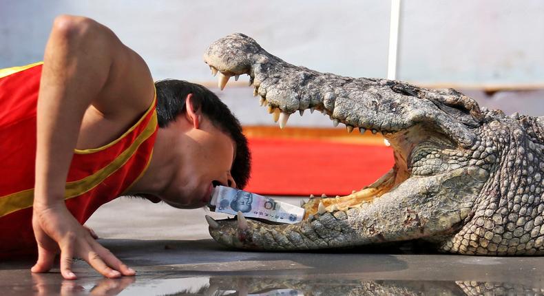 A trainer picks up Chinese Yuan banknotes from the open mouth of a crocodile during a performance at a zoo in Wenling, Zhejiang province March 2, 2015.