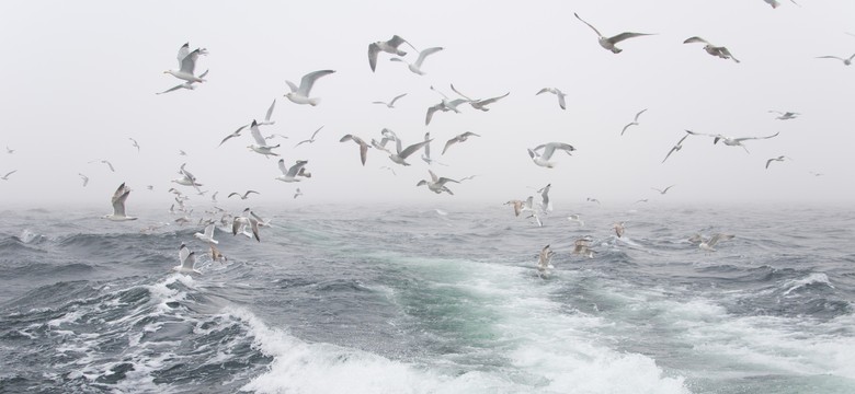 Dwaj rosyjscy rybacy odnalezieni. Dopłynęli do Półwyspu Helskiego