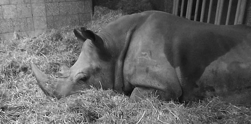 Symbol poznańskiego zoo nie żyje. "Wiemy, co było przyczyną śmierci Diuny"