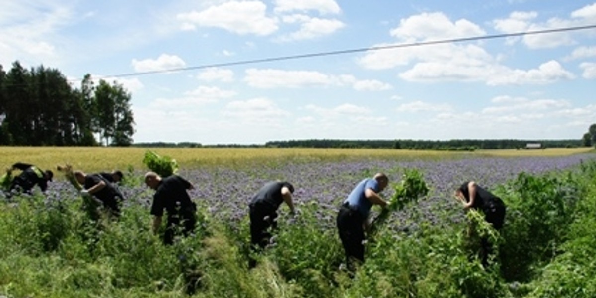 plantacja KONOPI INDYJSKIEJ NA POLU Z FACELIĄ