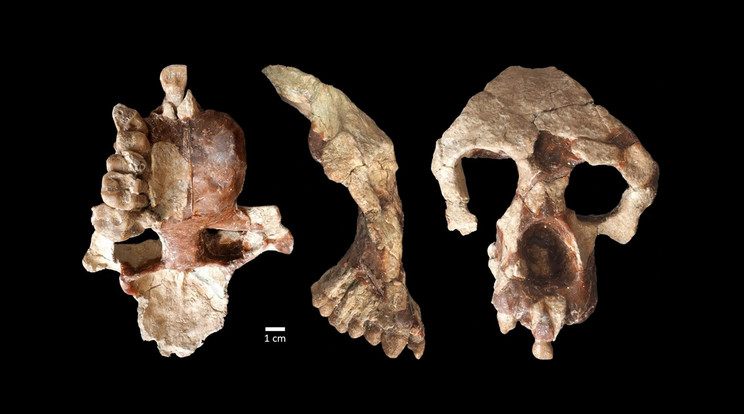 Az Anadoluvius turkae ősmajom Törökországban felfexdezett fosszilizálódott csontjai.  A kutatók szerint a lelet kora arra utal, hogy a hominidák először Európában fejlődhettek ki, mielőtt Afrikába vándoroltak volna. Ennek bizonyítása azonban még további felfedezéseket kíván. / Fotó: Sevim-Erol, A., Begun, D.R., Sozer, Ç.S. et al/Sevim-Erol, A., Begun, D.R., Sozer, Ç.S. et al