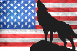 kojot wilk flaga usa