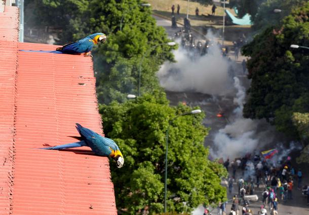 Parrots look on as opposition supporters clash with riot security forces during a rally against Pres