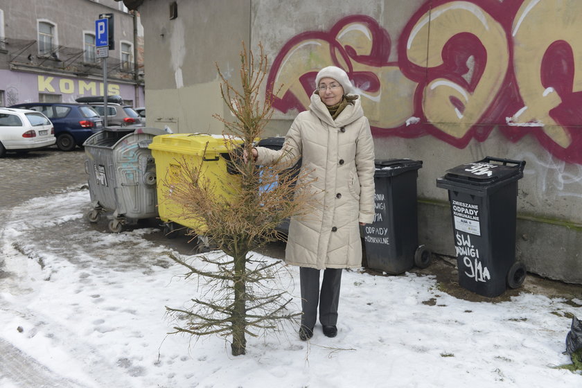 Elżbieta Chądzyńska (63 l.), wrocławianka, podczas wyrzucania choinki