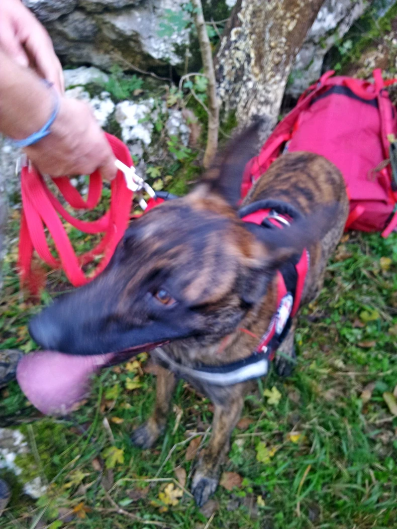 Šiba, pas-heroj (FOTO: GSSS)