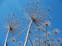 Unikaj barszczu Sosnowskiego! Zwłaszcza w upały