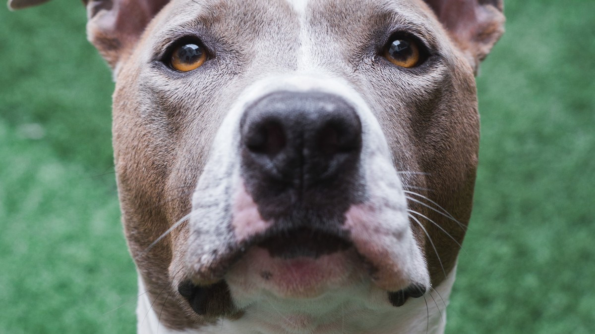 A legfontosabb tudnivalók a pitbullokról - HáziPatika