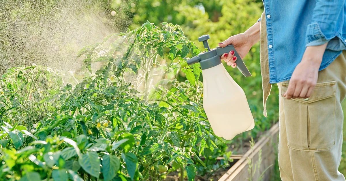 Spryskaj tym pomidory i ciesz się obfitymi plonami. Kosztuje grosze i kupisz go w każdym warzywniaku