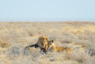 lew Couple of Lions lying down in the bush, Africa