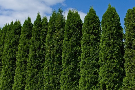 Trzeba będzie przyciąć tuje. Maksymalna dopuszczalna wysokość żywopłotu może zaskoczyć