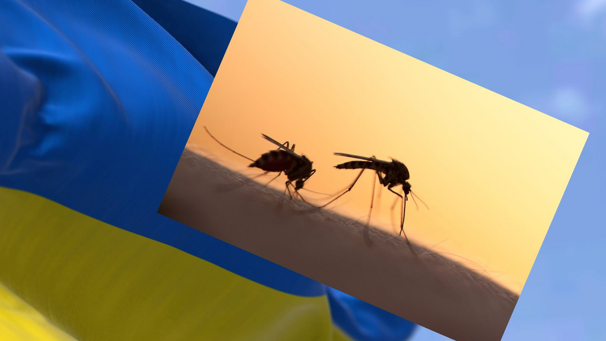 Ukraińcy kpią z rosyjskich zarzutów. "Mobilizujemy 300 tys. komarów"