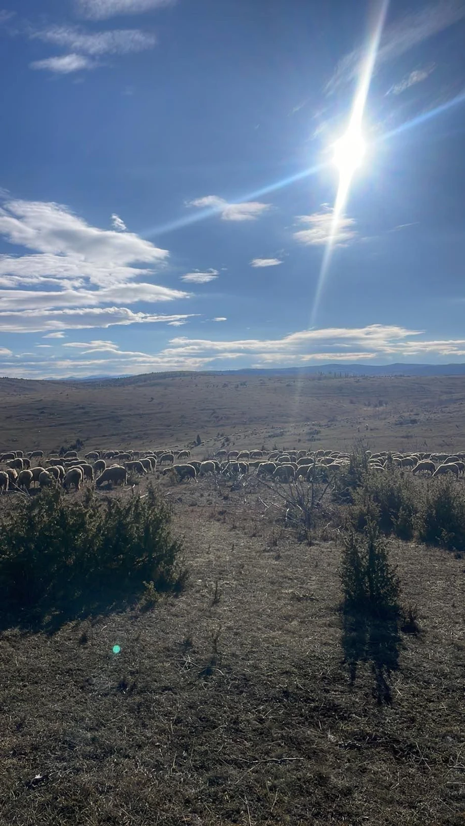 Sjenica Ajaz odbranio stado ovaca